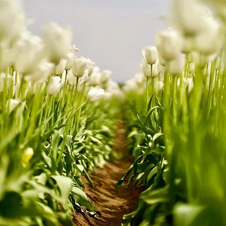 Boerenslag 15 بيت للعطل Sint Maartensvlotbrug