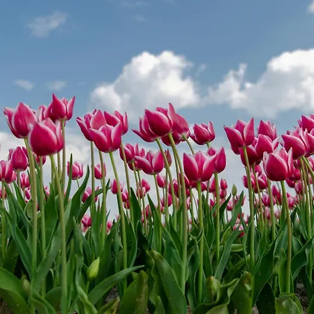 Nyaraló Boerenslag 15